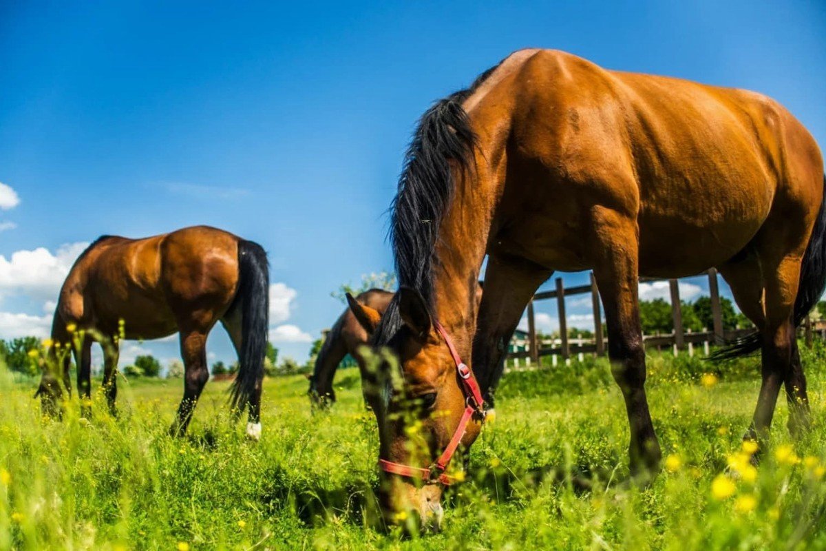 Rimava medical home ***