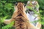 ZOO Bojnice